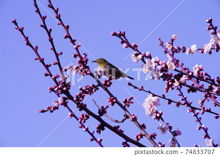 Rape blossoms 74833707