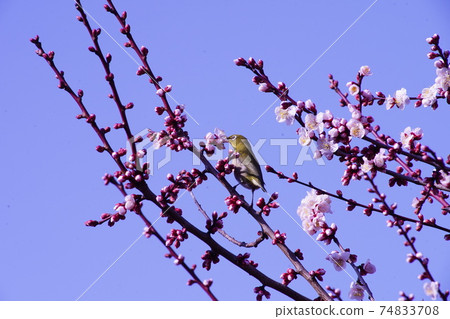 Rape blossoms 74833708