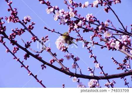 Rape blossoms 74833709