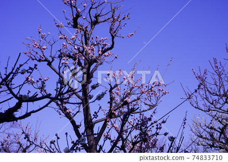 Moon and plum 74833710