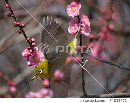 Mejiro on plum Mejiro on plum 74833772