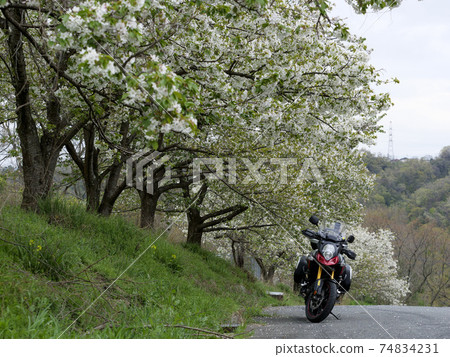 春天櫻花觀賞騎摩托車旅行 春天櫻花觀賞騎摩托車旅行 74834231