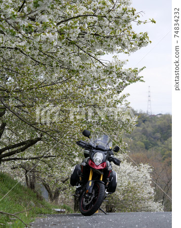 春天櫻花觀賞騎摩托車旅行 春天櫻花觀賞騎摩托車旅行 74834232
