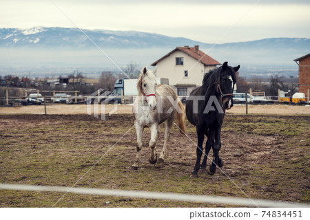 Dirty horses in a muddy riding arena 74834451
