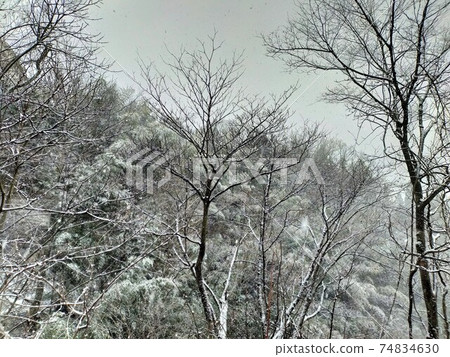Winter forest snow and trees cloudy Winter forest snow and trees cloudy 74834630