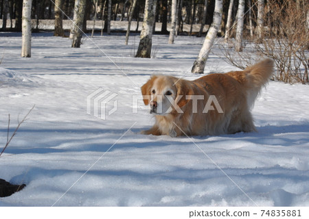 狗被埋在深雪中 74835881