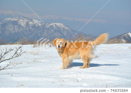一隻在雪山中看起來很冷的狗 一隻在雪山中看起來很冷的狗 74835884