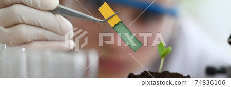Gloved hand hold yellow indicator paper over sprout with forceps close-up. 74836106