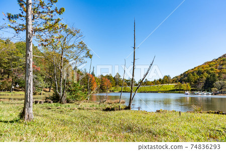 愛知縣u山高原上的秋葉 74836293