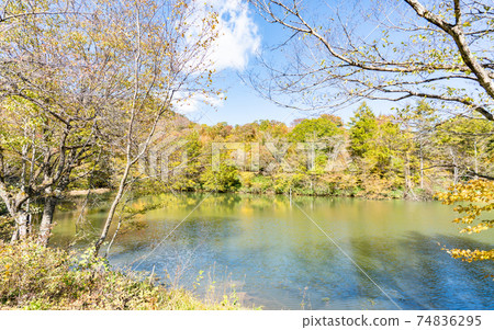 Autumn leaves on the Chausuyama Plateau, Aichi Autumn leaves on the Chausuyama Plateau, Aichi 74836295