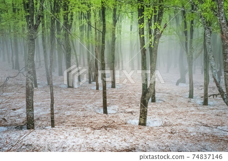 Fantastic and beautiful beech forest surrounded by fog 74837146