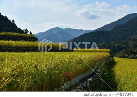 Kamiyakawa, Ino Town, Kochi Prefecture Golden rice fruits that color autumn in the mountains 74837345