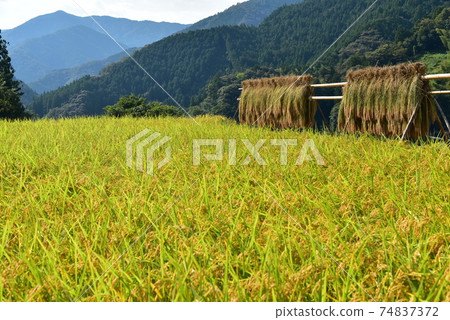 Kamiyakawa, Ino Town, Kochi Prefecture Golden rice fruits that color autumn in the mountains 74837372