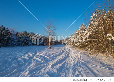 Snow Curonian Spit dunes in January winter sunny day. Blue sky and sea, forest evergreen trees in snow. Wonderful fairytale Christmas New Year weather. Kursiu Nerija, near Klaipeda city in Lithuania Snow Curonian Spit dunes in January winter sunny day. Blue sky and sea, forest evergreen trees in snow. Wonderful fairytale Christmas New Year weather. Kursiu Nerija, near Klaipeda city in Lithuania 74837408