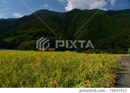 Kamiyakawa, Ino Town, Kochi Prefecture Golden rice fruits that color autumn in the mountains 74837412