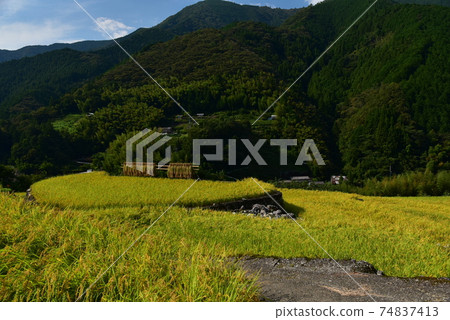 Kamiyakawa, Ino Town, Kochi Prefecture Golden rice fruits that color autumn in the mountains Kamiyakawa, Ino Town, Kochi Prefecture Golden rice fruits that color autumn in the mountains 74837413