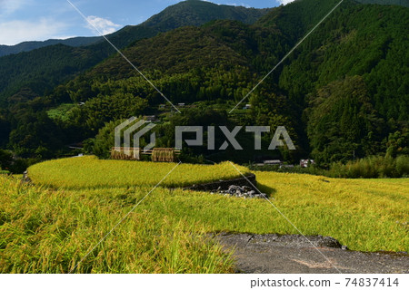 Kamiyakawa, Ino Town, Kochi Prefecture Golden rice fruits that color autumn in the mountains Kamiyakawa, Ino Town, Kochi Prefecture Golden rice fruits that color autumn in the mountains 74837414