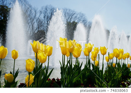 Yellow tulips in Ueno Park Yellow tulips in Ueno Park 74838063