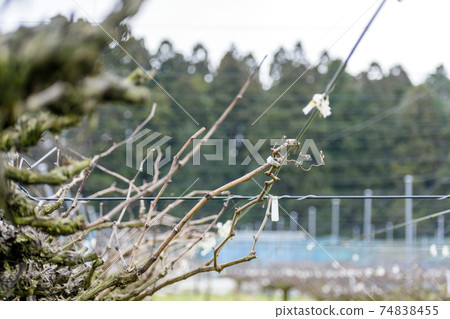 Plum tree grafted 74838455