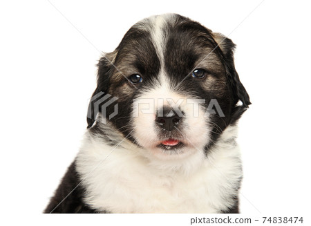 Portrait of Caucasian shepherd puppy 74838474