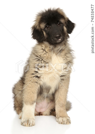 Cute Caucasian shepherd puppy looking at the camera Cute Caucasian shepherd puppy looking at the camera 74838477