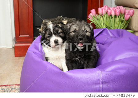 Caucasian Shepherd puppies 74838479