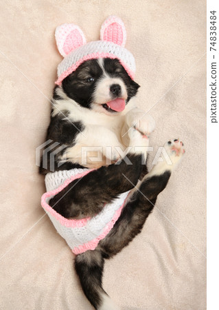 1-month-old Caucasian Shepherd puppy 74838484