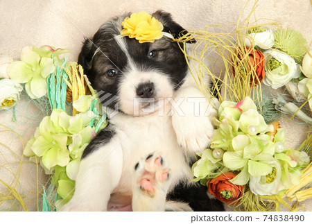 Month-old Caucasian Shepherd puppy in flowers 74838490