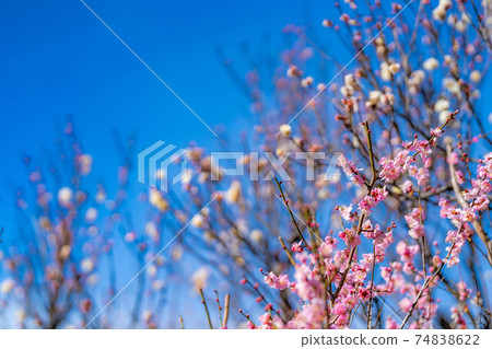 富龍園梅花和藍天[山梨縣] 74838622