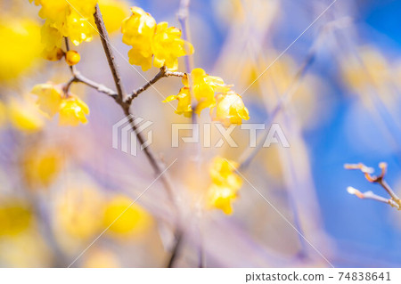 Furouen plum blossoms and blue sky [Yamanashi Prefecture] 74838641