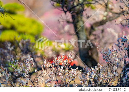 富龍園梅花和藍天[山梨縣] 74838642