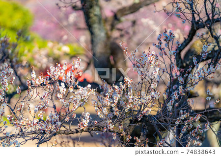 Furouen plum blossoms and blue sky [Yamanashi Prefecture] 74838643