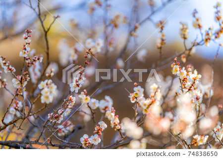 Furouen plum blossoms and blue sky [Yamanashi Prefecture] 74838650