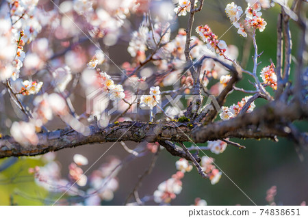富龍園梅花和藍天[山梨縣] 74838651