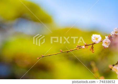 Furouen plum blossoms and blue sky [Yamanashi Prefecture] 74838652