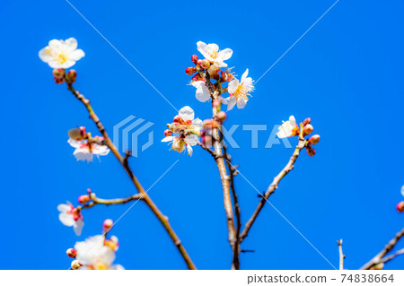 富龍園梅花和藍天[山梨縣] 74838664
