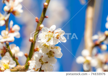 Plum blossoms and blue sky of Matsumoto Castle [Nagano Prefecture] 74838976