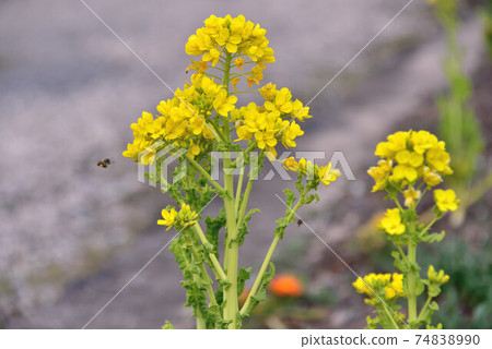 Rape blossoms Rape blossoms 74838990