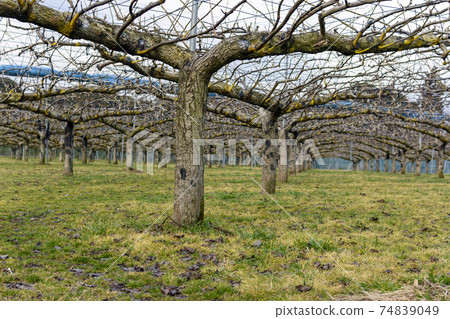 Plum tree grafted 74839049