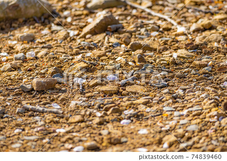 Cherry blossom petals that fell to the ground [Nagano Prefecture] 74839460