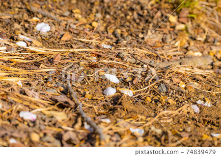 Cherry blossom petals that fell to the ground [Nagano Prefecture] 74839479
