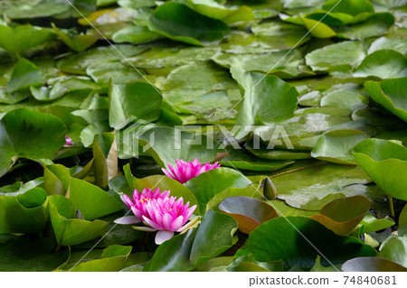 blooming pink water lilies in the lake Bokod, Hungary blooming pink water lilies in the lake Bokod, Hungary 74840681