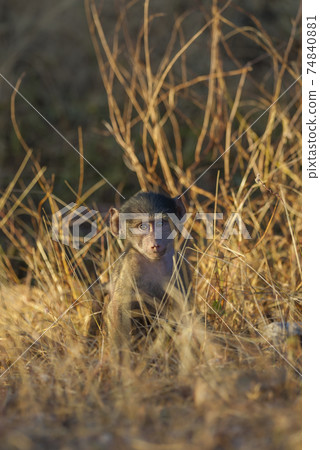 Baby Baboon , Africa 74840881