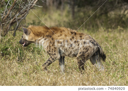 Hyena eating, Africa Hyena eating, Africa 74840920