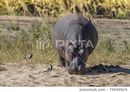 Hippopotamus, Africa 74840924