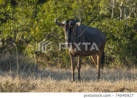 Black wildebeest, Africa 74840927