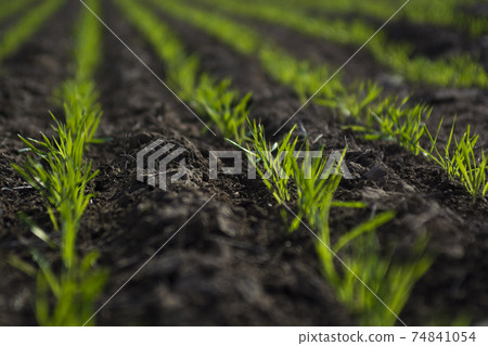 Feed Grass, La Pampa , Argentina Feed Grass, La Pampa , Argentina 74841054
