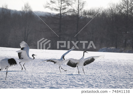 Cranberries 74841138