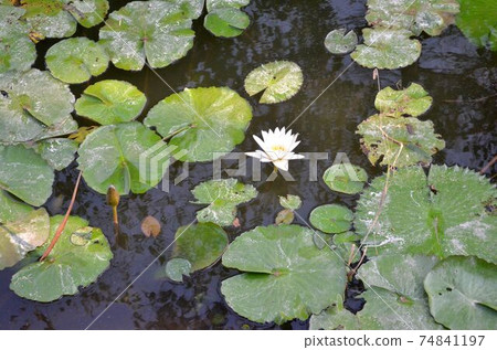 The lotus is in the swamp. The lotus is in the swamp. 74841197