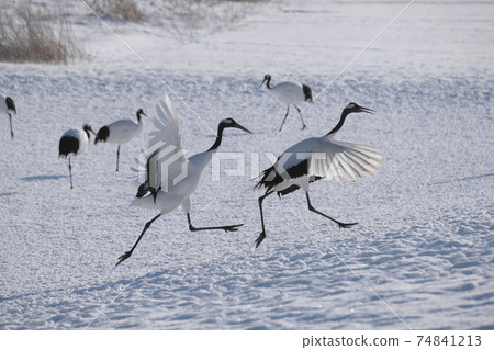 Mai Tsuru Mai Tsuru 74841213